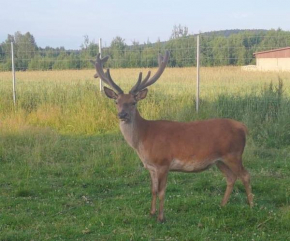 Agroturystyka w Dolinie Wilkowskiej,, Pod Jeleniami '